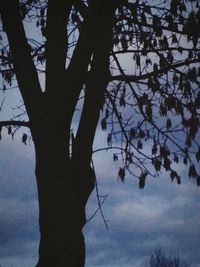 Low angle view of bare trees against sky