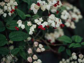 Close-up of white flowering plants