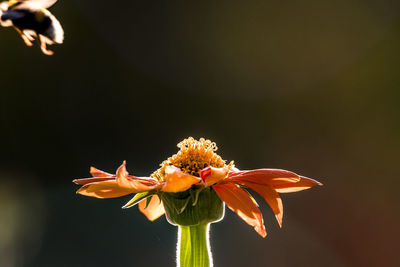 Close-up of orange flower on plant