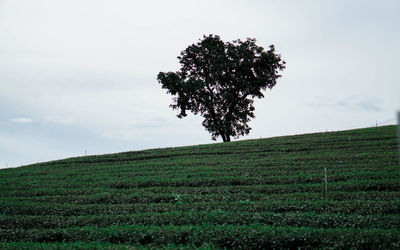 Tree on field against sky