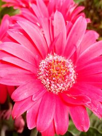 Close-up of pink flower blooming outdoors