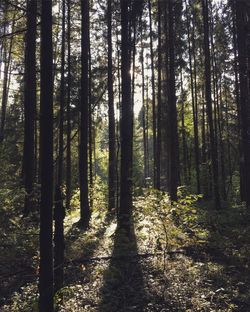 Trees growing in forest