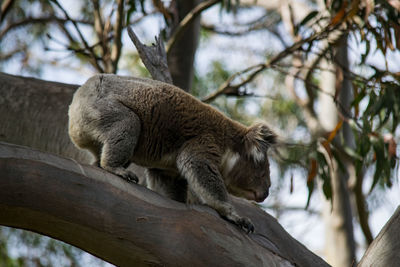 Koala at great otway national park