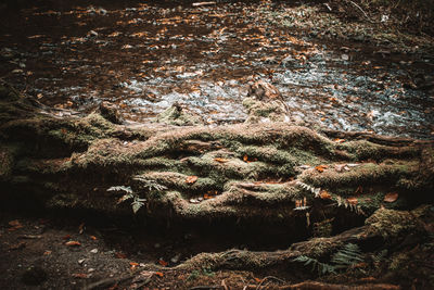 Aerial view of tree trunks