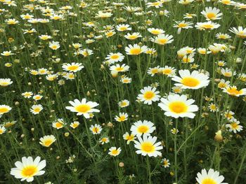 Close-up of white daisy flowers