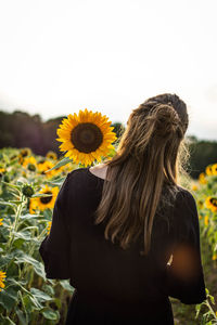 Rear view of woman standing on sunflower field