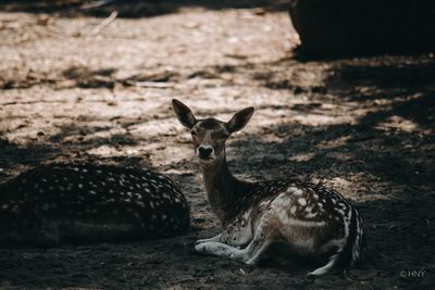 Portrait of deer relaxing on land