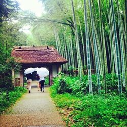 Rear view of people walking in forest