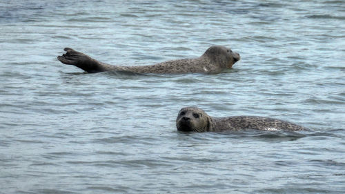 Seals in the sea