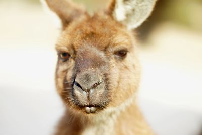 Close-up portrait of a kangaroo