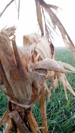 Close-up of mushroom on field