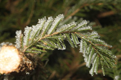 Close-up of wet plant during winter