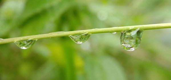 Close-up of wet plant during rainy season