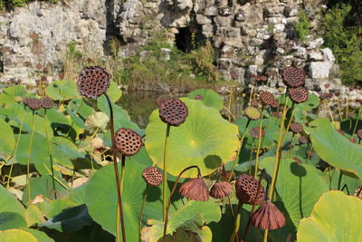 Close-up of flowering plants