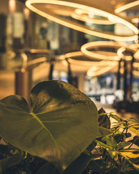 Close-up of lemon growing on plant at night