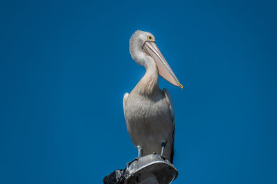 Low angle view of seagull perching on blue sky