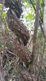 Low angle view of tree trunk