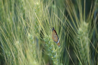 Close-up of insect on grass