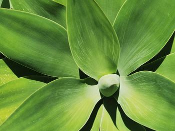 Full frame shot of fresh green leaves