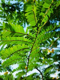 Low angle view of green leaves on tree