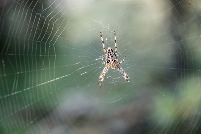 Close-up of spider and web against blurred background