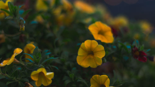 Close-up of yellow flowering plants