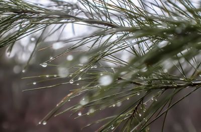 Close-up of wet plant