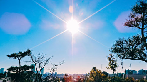 Low angle view of trees against blue sky