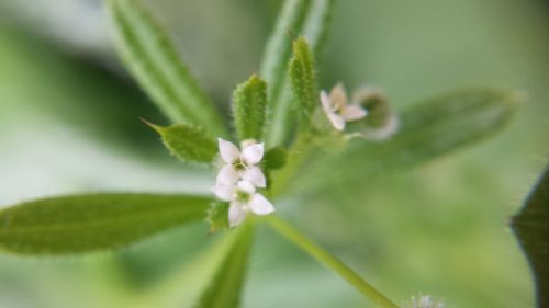 Close-up of white flowers