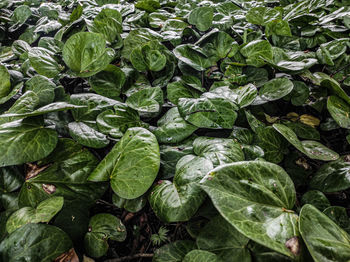 Full frame shot of leaves