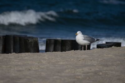 Seagull perching on shore