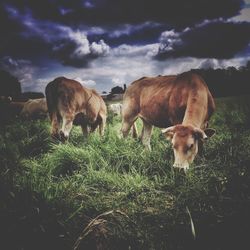 Cattle grazing on field