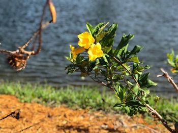 Close-up of yellow flowers blooming outdoors