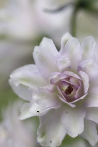 Close-up of rose flower