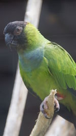 Close-up of parrot perching on branch