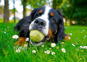 Close-up of dog with ball in grass