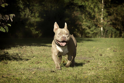 Portrait of dog running on field