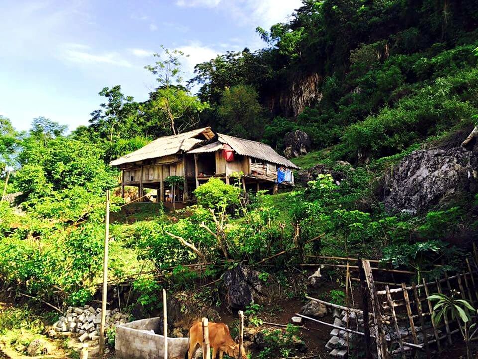 tree, building exterior, built structure, architecture, house, sky, growth, residential structure, plant, green color, mountain, residential building, nature, lush foliage, day, outdoors, no people, forest, roof, cloud - sky