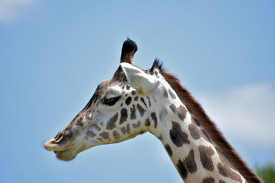 Close-up of giraffe against clear sky