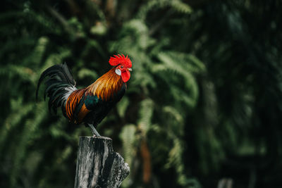 Close-up of rooster