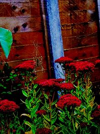 Close-up of red flowers