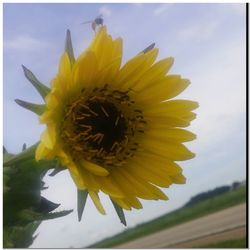 Close-up of sunflower against sky