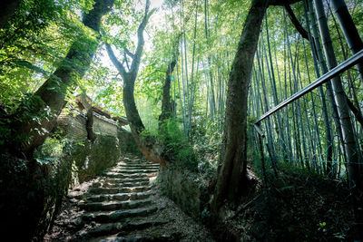 Staircase amidst trees in forest