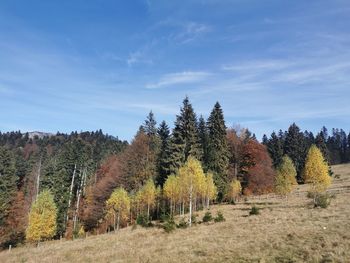 Trees on field against sky during autumn