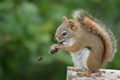 Close-up of squirrel eating outdoors