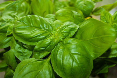 Close-up of fresh green leaves