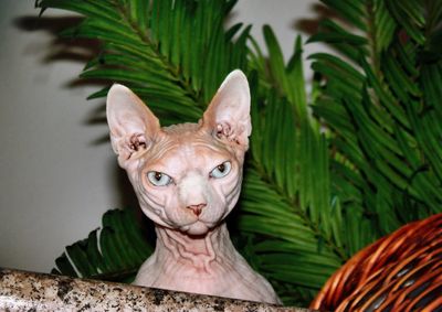 Portrait of sphynx cat at home