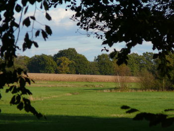 Trees on grassy field