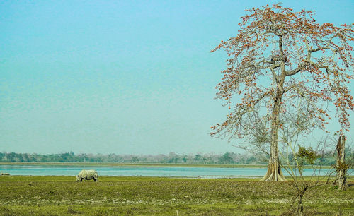 Scenic view of sea against clear sky