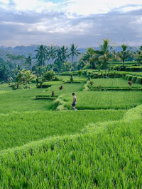 paddy field